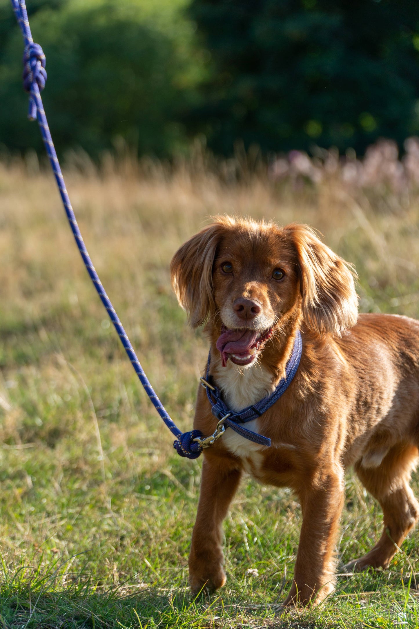 Recycled Climbing Rope Dog Leash